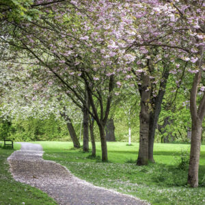 Adopt a tree in Backhouse Park